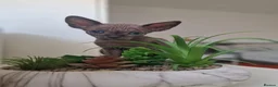 Sphynx cats for sale: 🐾 ADORABLE SPHYNX KITTEN BOY FOR SALE 🐾 - Advert 9