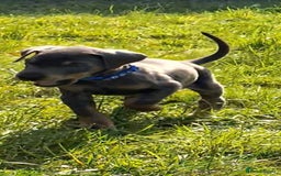 Dobermann dogs for sale: ⭐️⭐️⭐️⭐️⭐️x1Top bloodline.Dobermann puppy - Image 2