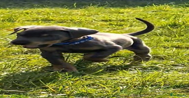 Dobermann dogs - Advert 6