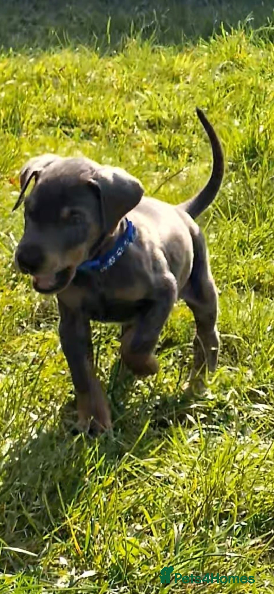 Dobermann dogs for sale: ⭐️⭐️⭐️⭐️⭐️x1Top bloodline.Dobermann puppy - Image 2