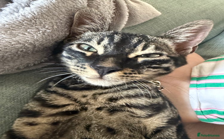 Bengal cats - Advert 1