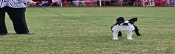 Boston Terrier dogs for stud: Wildax Rowendale Stan Francisco  - Advert 2