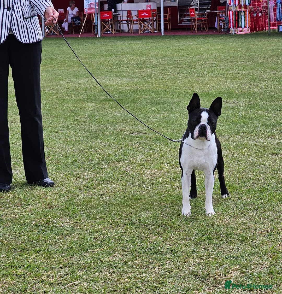 Boston Terrier dogs for stud: Wildax Rowendale Stan Francisco  - Advert 2