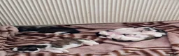 Shih Tzu dogs for sale: Hi my name is Maria  - Advert 14