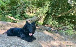 Scottish Terrier dogs for stud: KC Scottish Terrier for stud  - Image 1