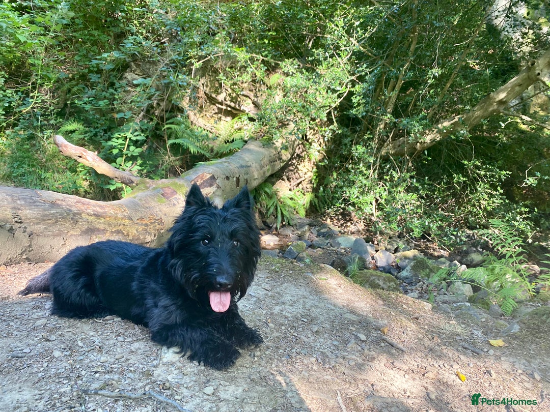 Scottish Terrier dogs for stud: KC Scottish Terrier for stud  - Image 1