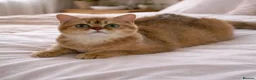 British Shorthair cats for sale: Gorgeous active chocolate golden queen  - Advert 2