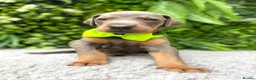 Dobermann dogs for sale: *KC REGISTERED* HEALTH TESTED DOBERMAN PUPPIES* - Advert 34