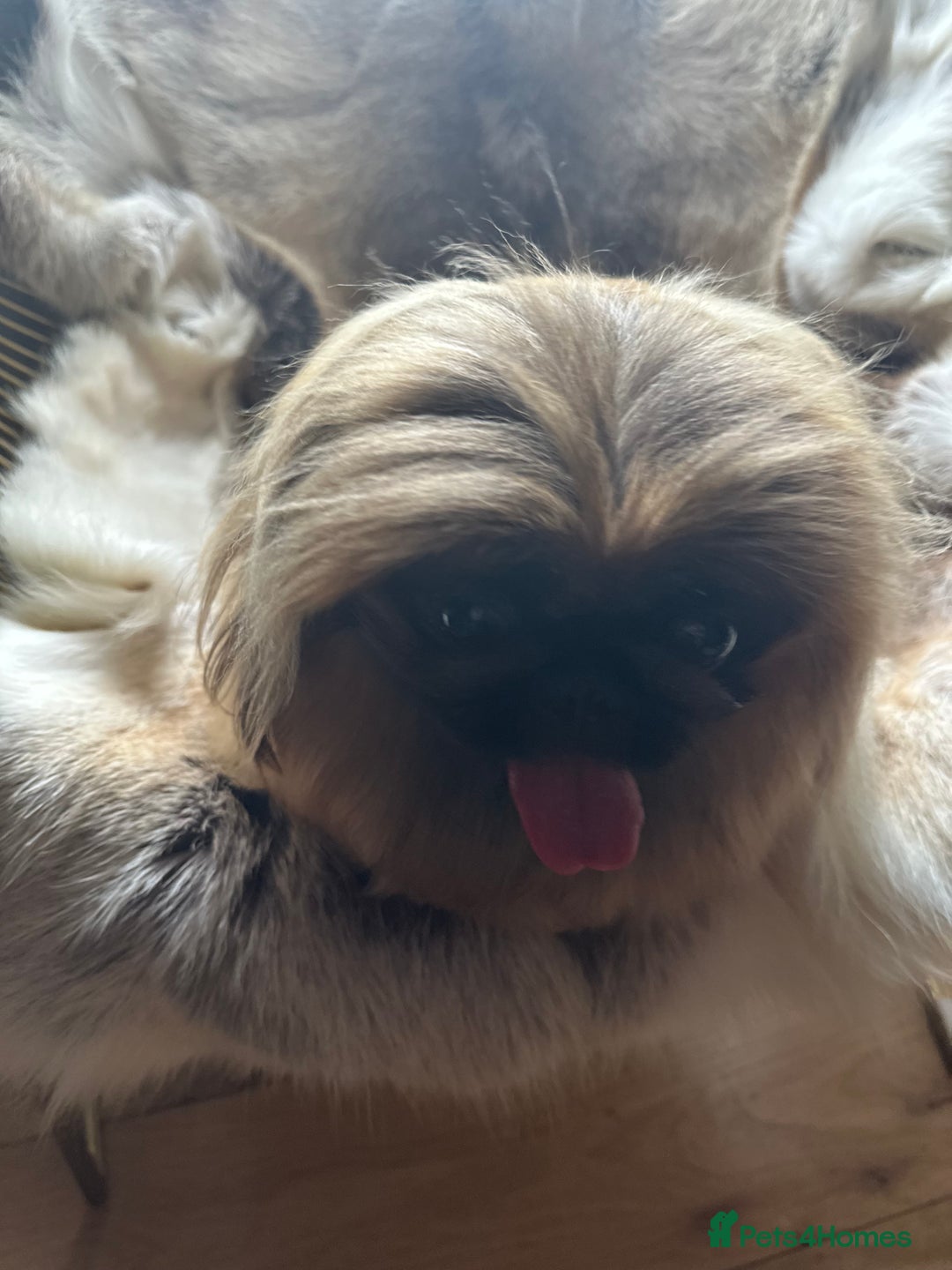 Pekingese dogs for sale: Handsome pure pedigree Pekingese  - Advert 3