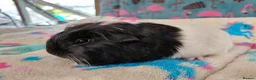 Guinea Pig rodents for sale: Pair Of Baby Sheltie Brothers To Reserve  - Advert 4