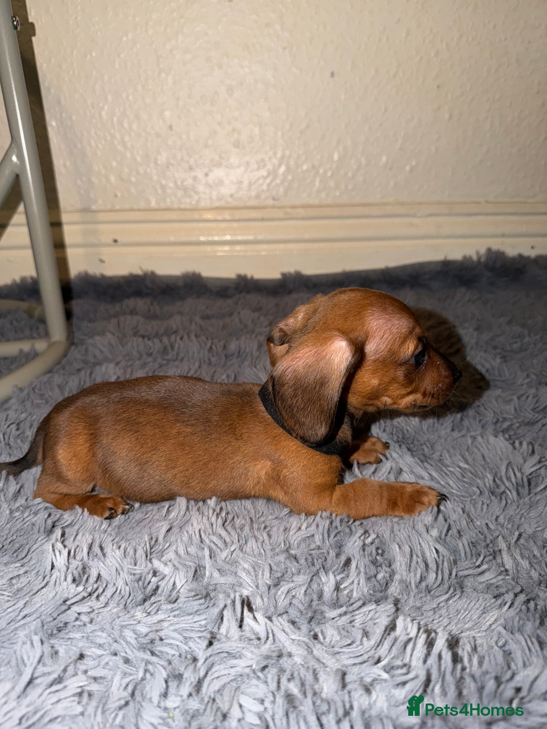 Dachshund dogs for sale: Dachshund Puppies Available 🐾 - Advert 23