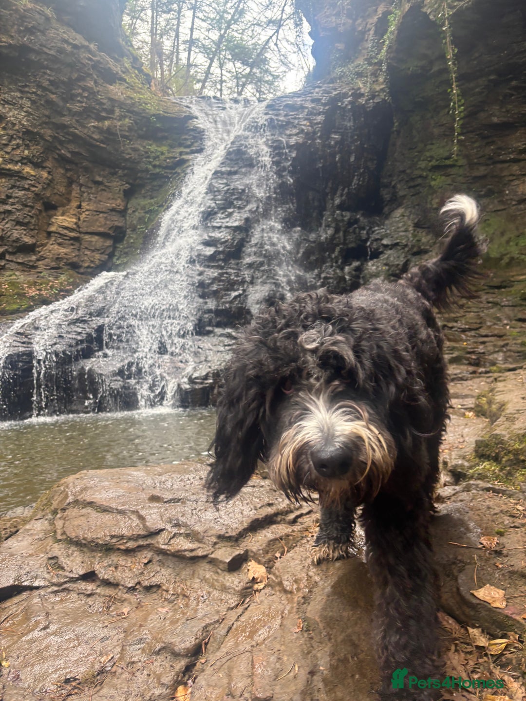 Bernedoodle dogs for sale: Expecting Litter End Feb 2026 - Newcastle  - Advert 6