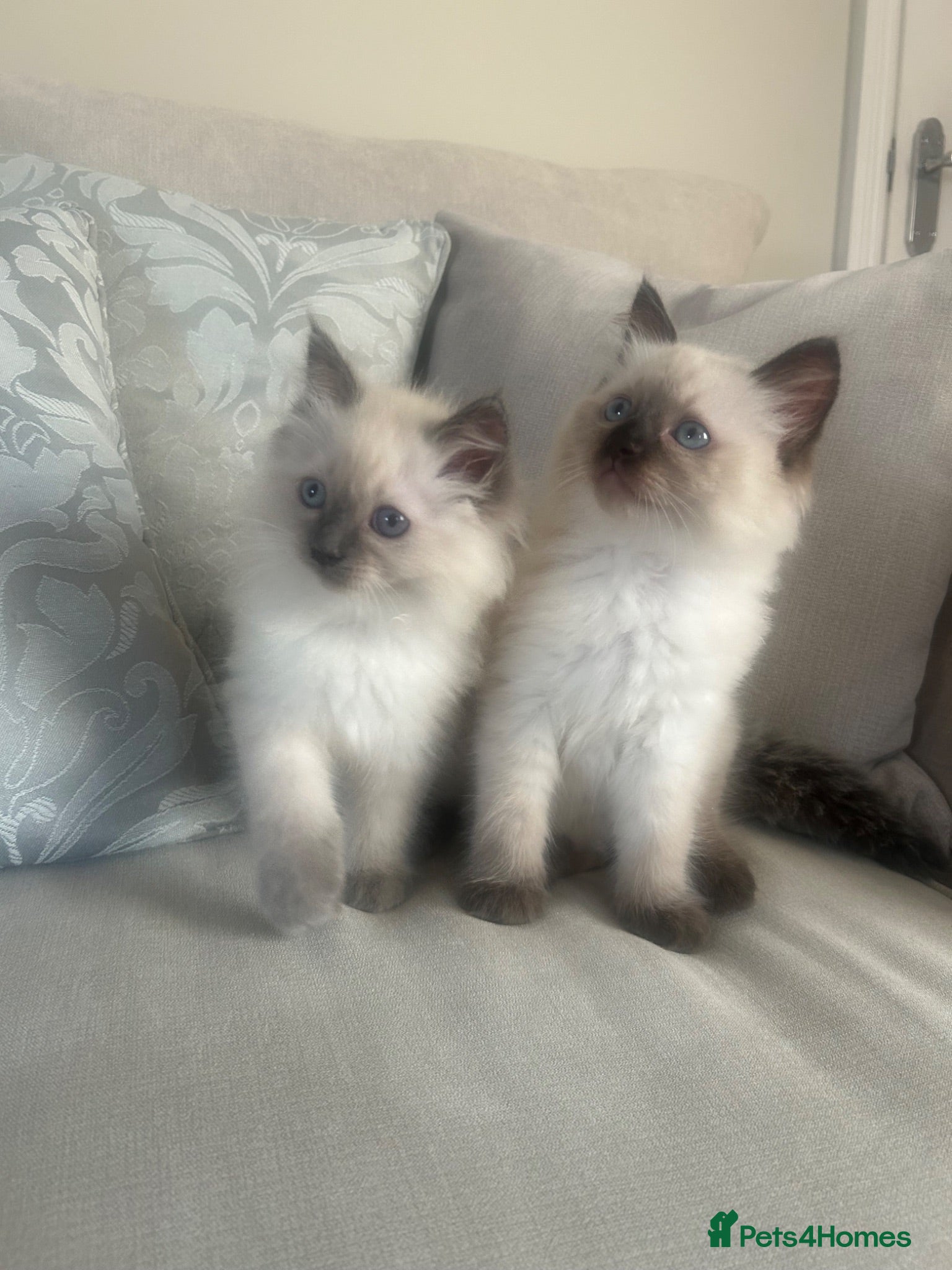 Ragdoll cats Pure ragdoll kittens ready now  - Advert 11