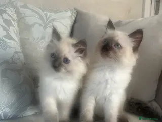 Ragdoll cats Pure ragdoll kittens ready now - Advert 11