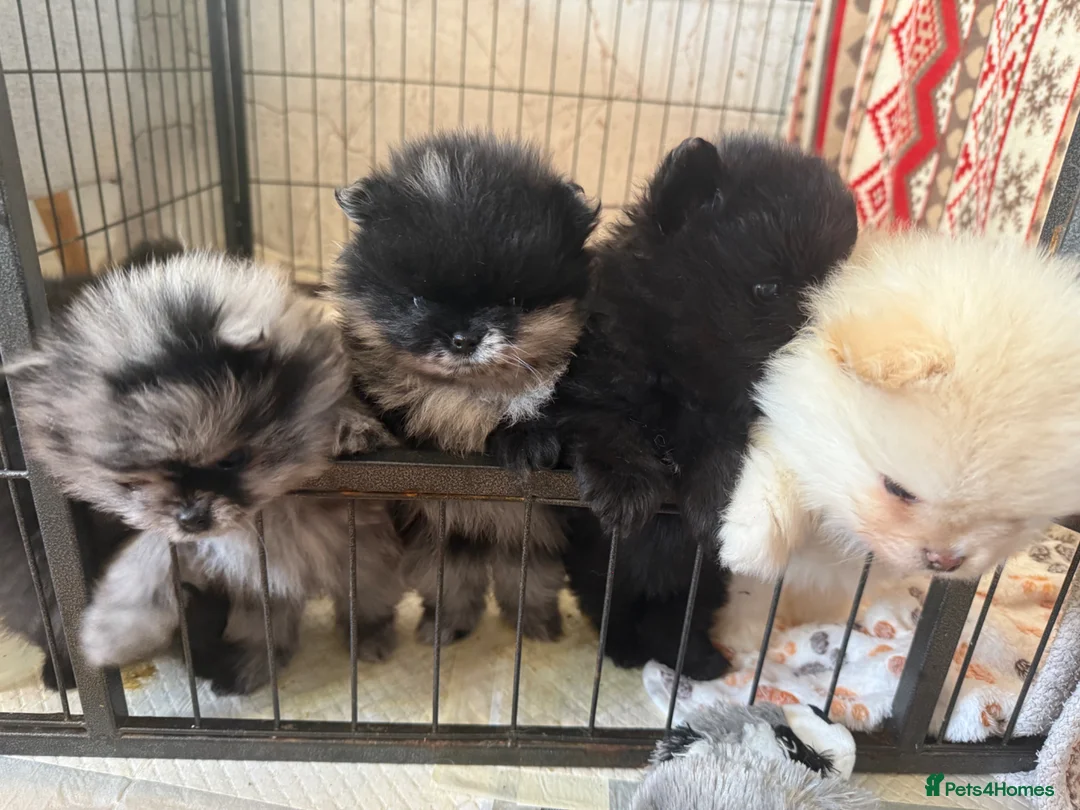 Pomeranian dogs for sale: Pomeranian - Advert 2