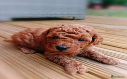 Toy Poodle dogs for sale: Charming Toy Poodle Puppies - Image 14
