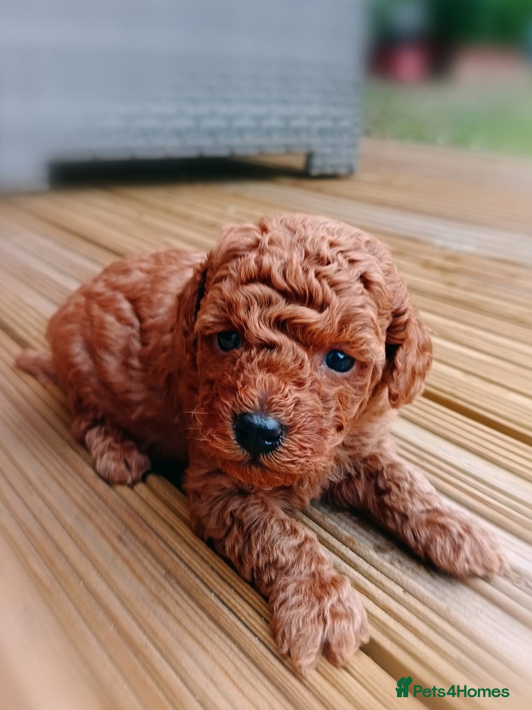Toy Poodle dogs for sale: Charming Toy Poodle Puppies - Image 14