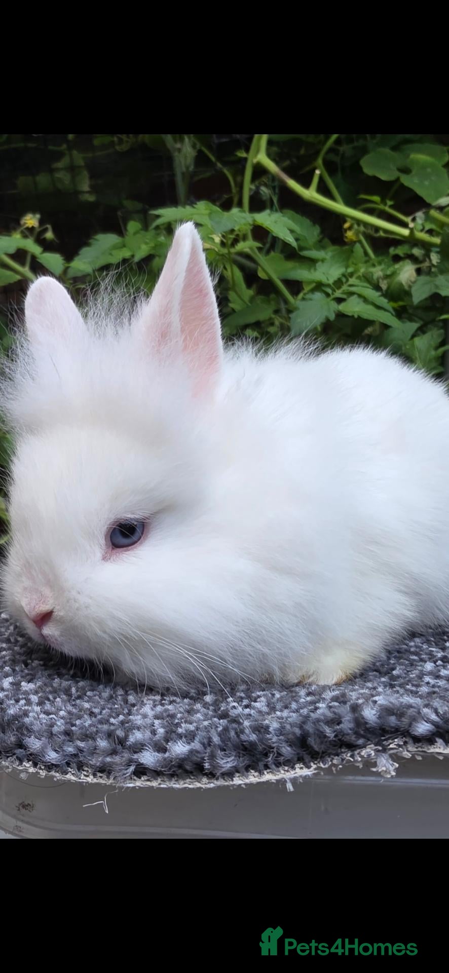 Lionhead rabbits Lion Head  (Fluffy Blue eyes ) - Advert 2