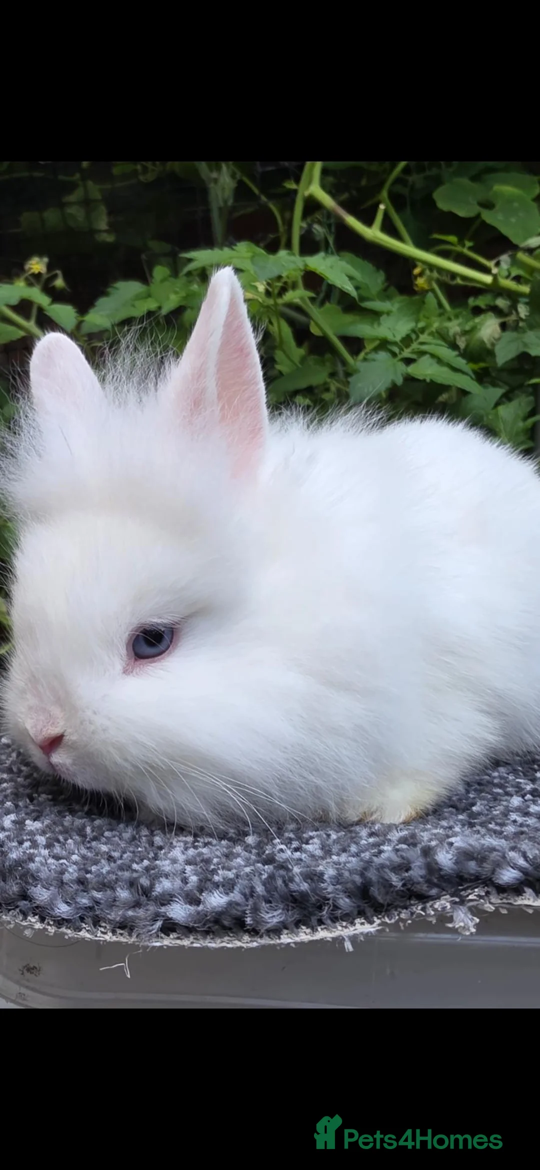Lionhead rabbits for sale: Lion Head  (Fluffy Blue eyes ) - Advert 1