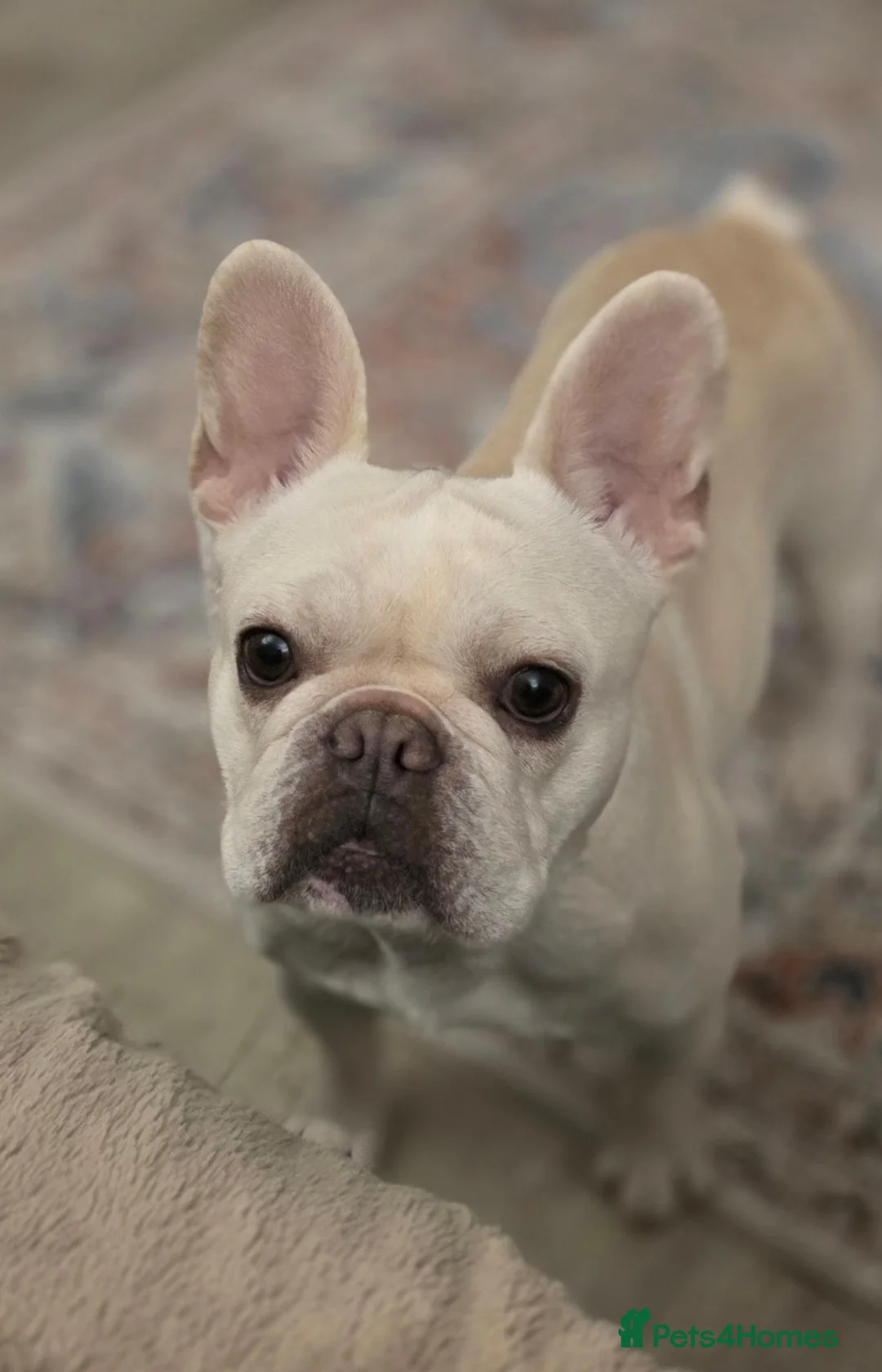 French Bulldog dogs for sale: 3 Year Old French Bulldog Looking for Loving Home - Advert 2