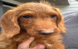 Labradoodle dogs for sale: Ready to leave red curly labradoodles (F1b) - Image 21