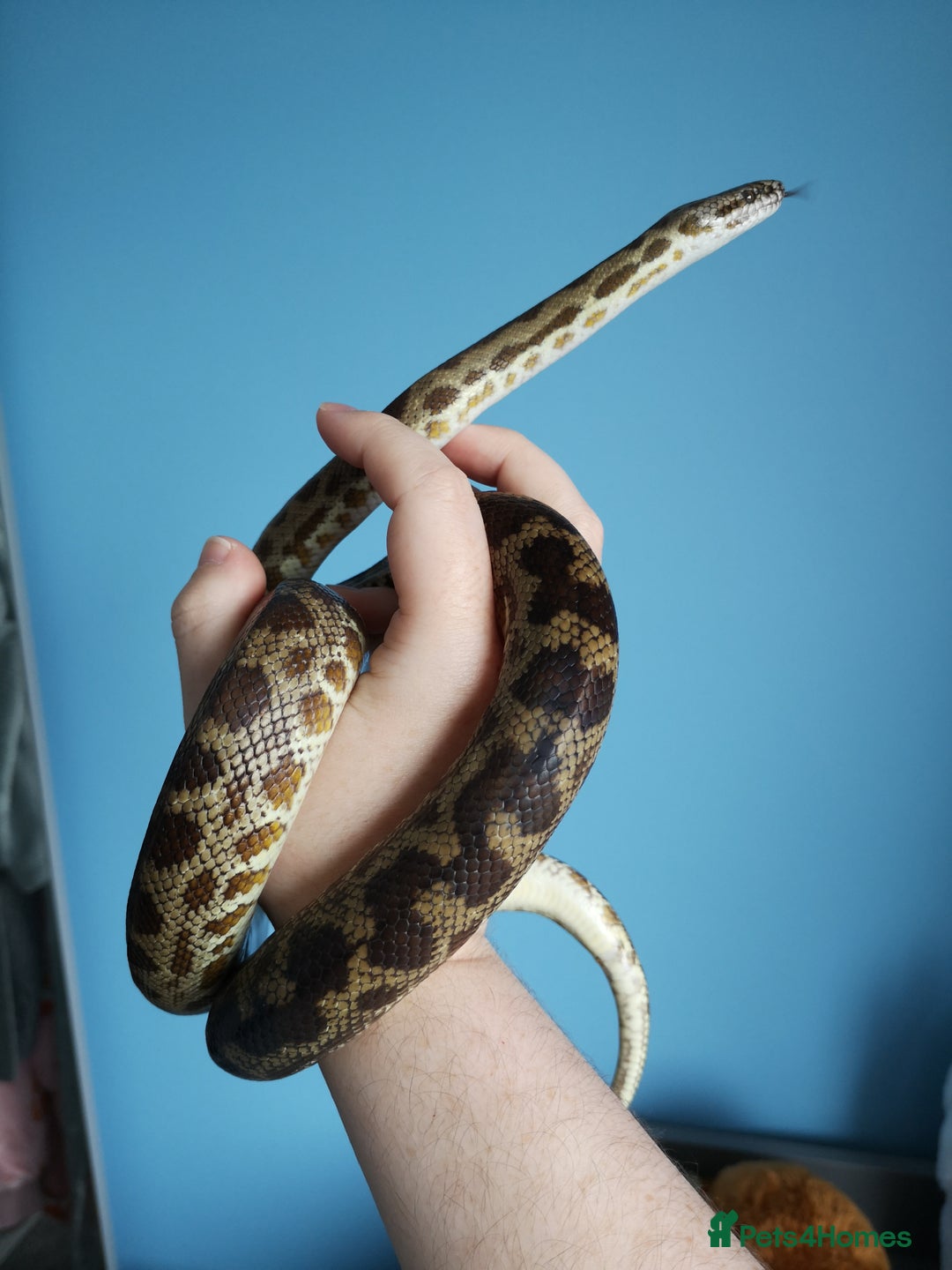 Python Snake reptiles for sale: 2018 Cape York Spotted Python - Proven Male - Image 2