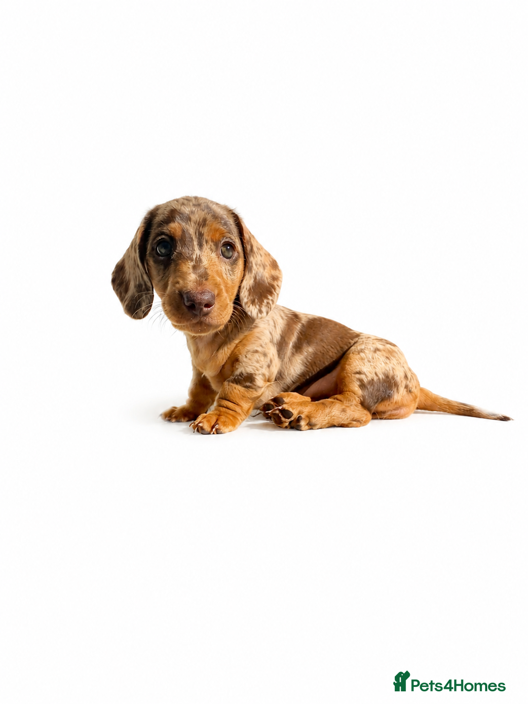 Miniature Dachshund dogs READY SATURDAY MINI DACHSHUND SERIOUS BUYERS ONLY  - Advert 5