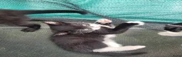 Mixed Breed cats for sale: Kittens looking for responsible& safe forever home in Birmingham - Advert 7