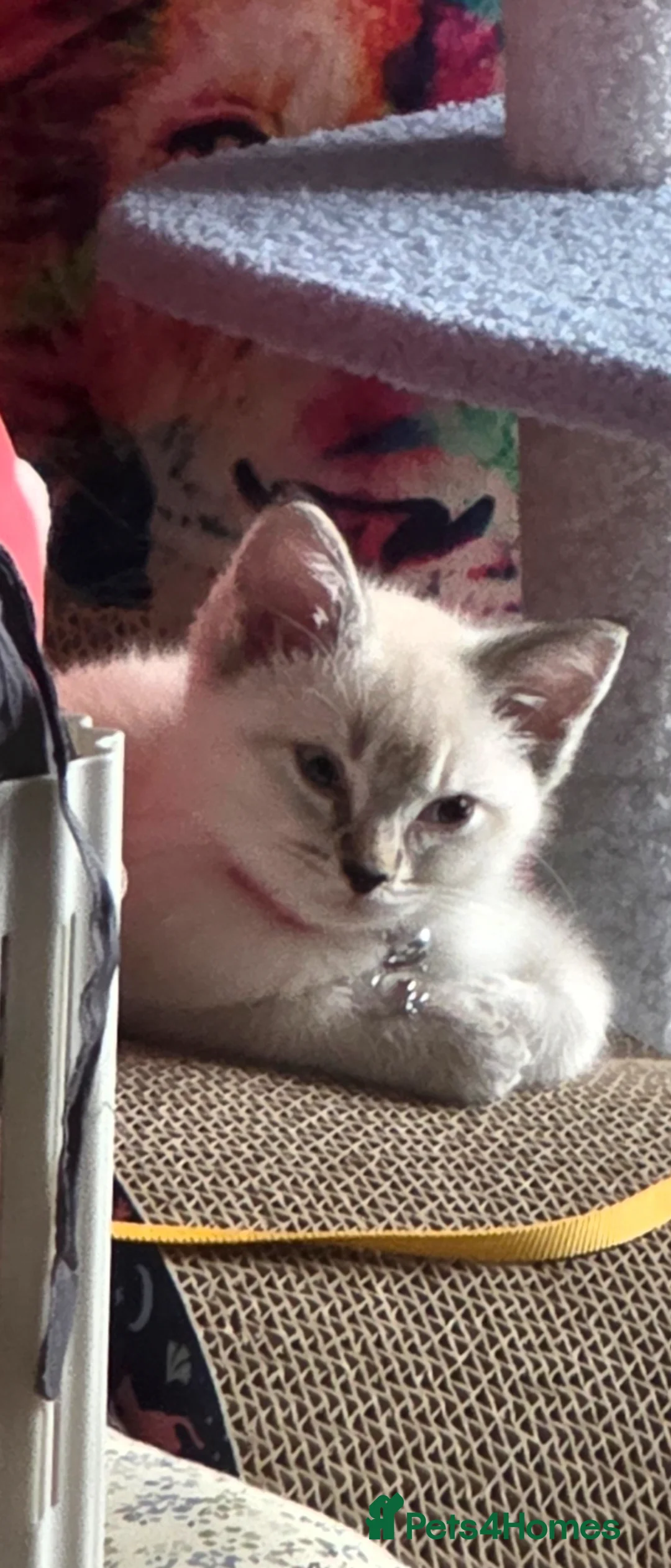 Ragdoll cats for sale: Rehoming  - Advert 2