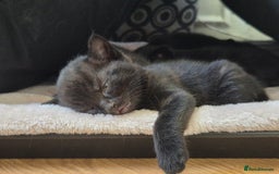 Domestic Shorthair cats for sale: Black kittens - Image 5