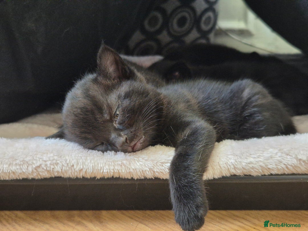 Domestic Shorthair cats for sale: Black kittens - Image 5