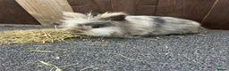 Mixed Breed rabbits for sale: Baby bunnies  - Advert 3