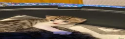 Mixed Breed cats for sale: 4 beautiful kittens available  in Weymouth - Advert 8