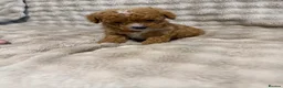 Cavapoo dogs for sale: 5 beautiful Cavapoo pups  - Advert 13