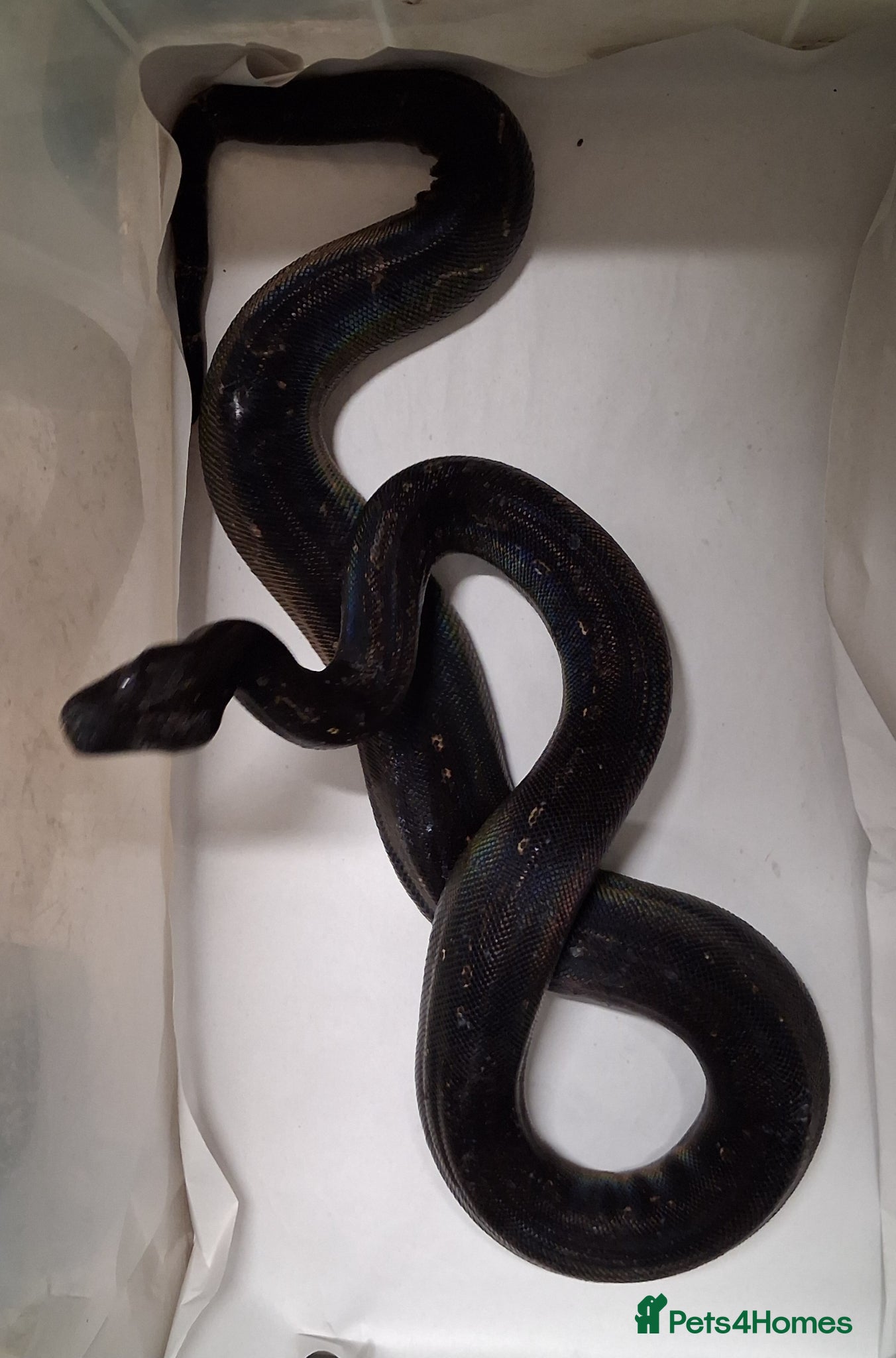 Boa Snake reptiles Boa constrictors Het IMG-BEA-Anery - Advert 9