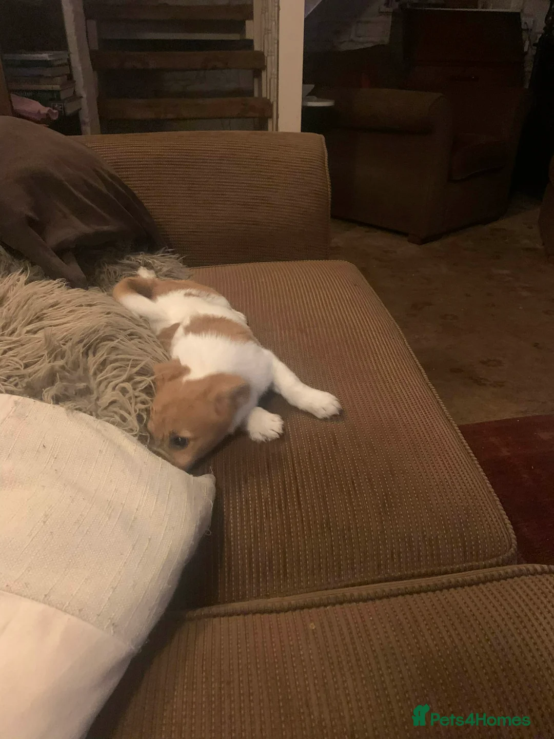 Jack Russell dogs for sale: Jack Russel Bitch For Sale - Advert 2