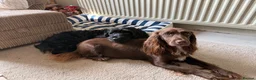 Mixed Breed dogs for sale: 1 male puppy left  in Melksham - Advert 6