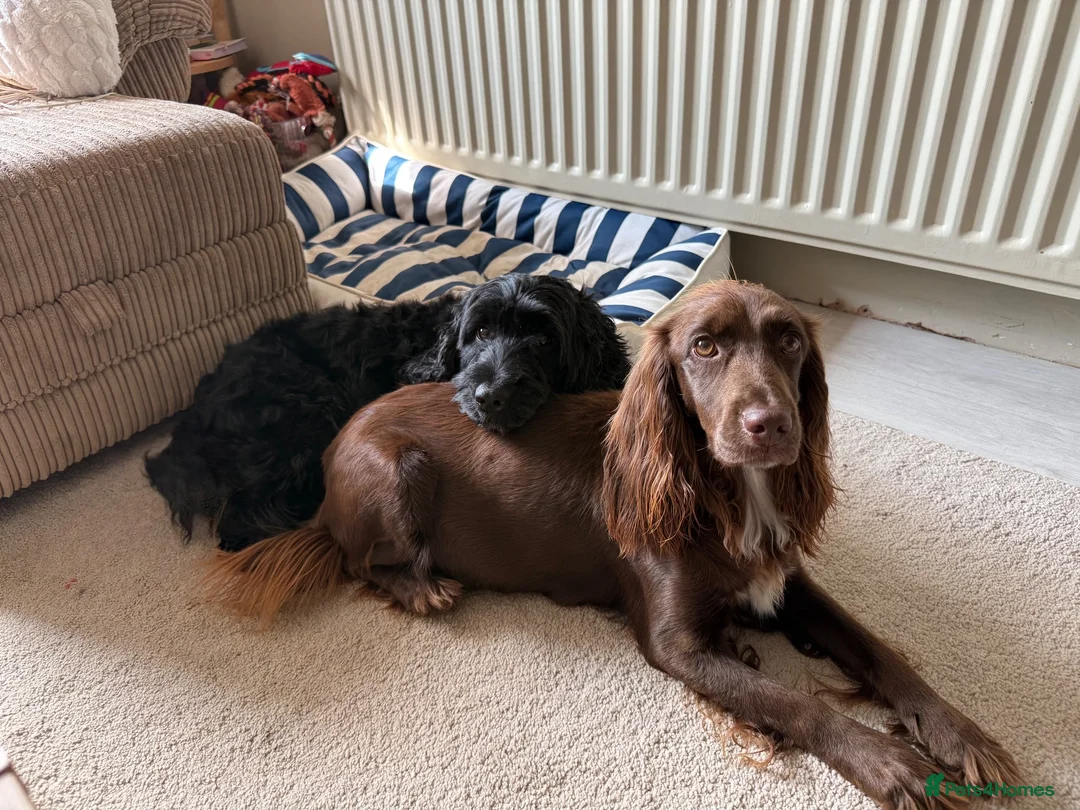 Mixed Breed dogs for sale: 1 male puppy left  in Melksham - Advert 6