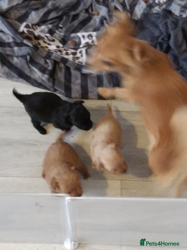 Gallery Image {{count}}