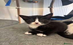 Domestic Shorthair cats for sale: Beautiful litter of kittens!  - Image 7