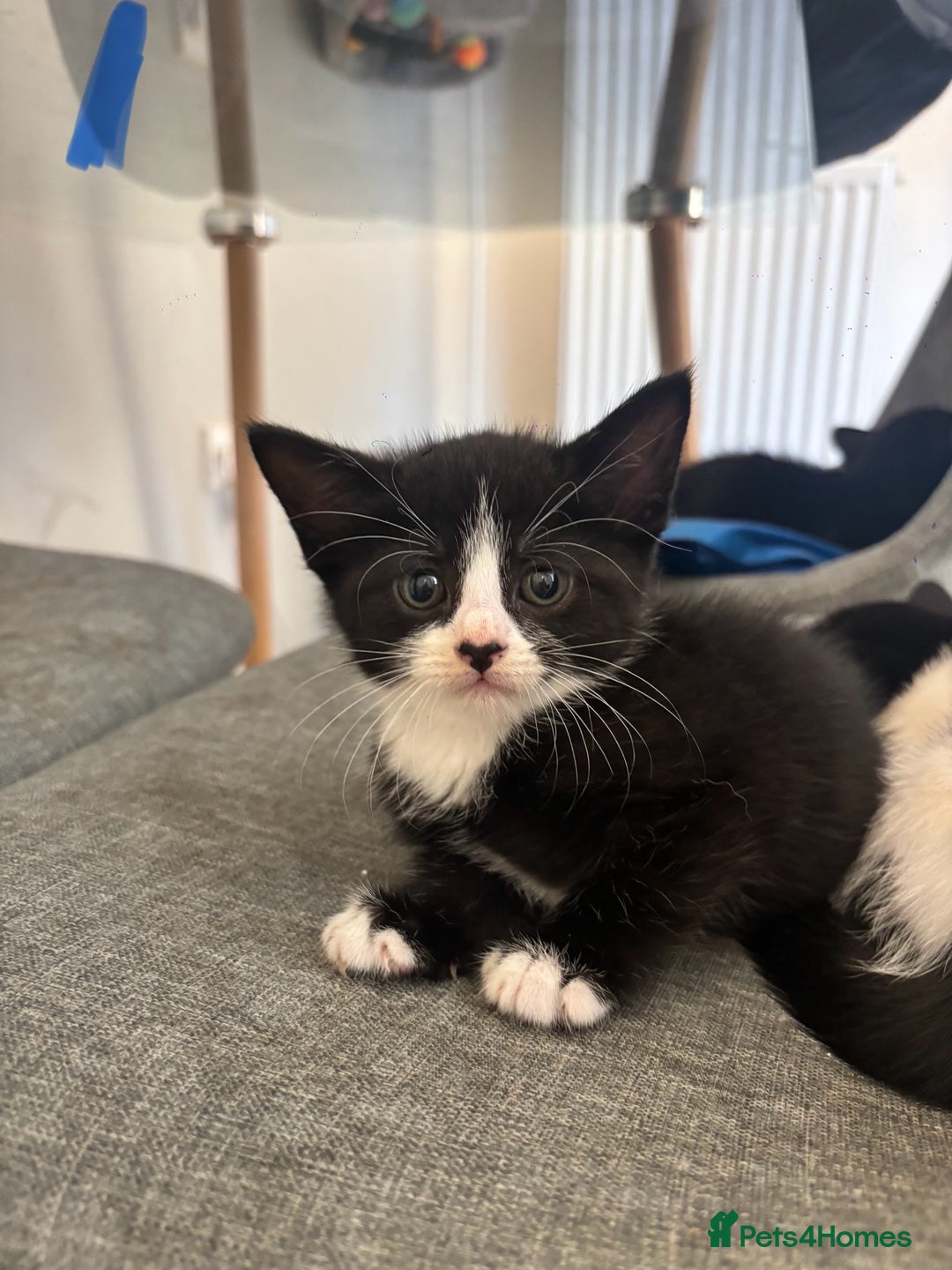 Domestic Shorthair cats for sale: Beautiful litter of kittens!  - Image 7
