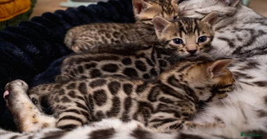 Bengal cats - Advert 5