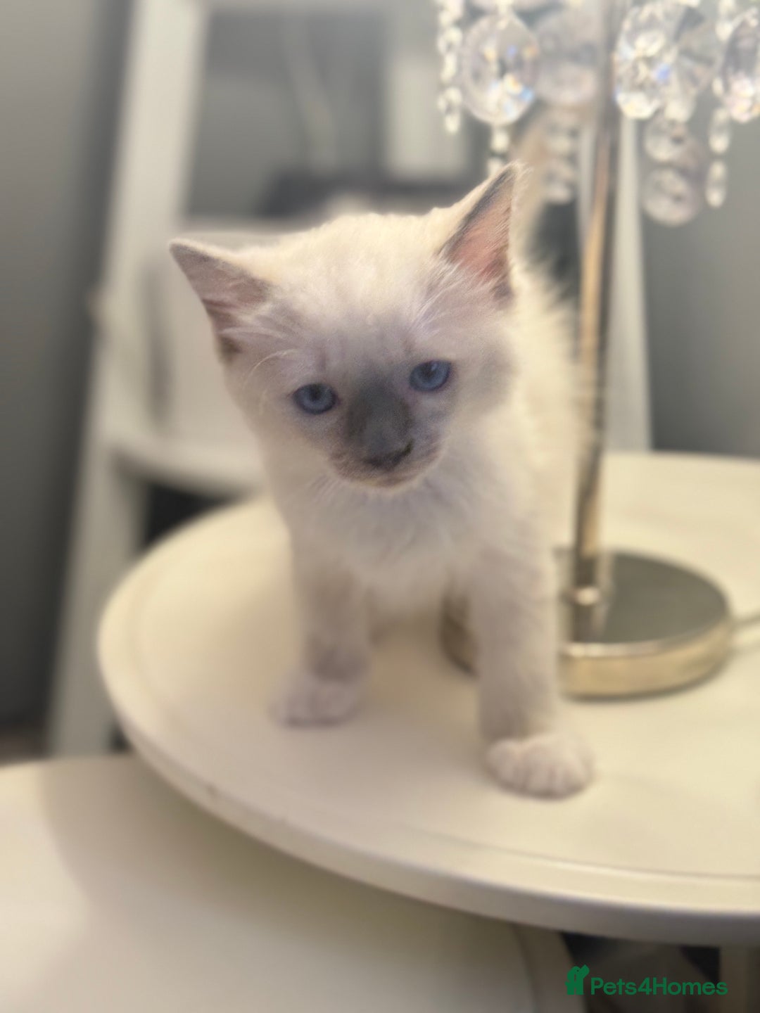 Ragdoll cats for sale: *** 3 Pure Ragdolls Kittens ready to leave *** - Image 4
