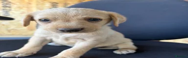 Labrador Retriever 3