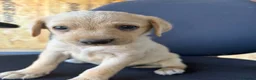 Labrador Retriever dogs for sale: Labrador puppies ready to go in a week - Advert 8