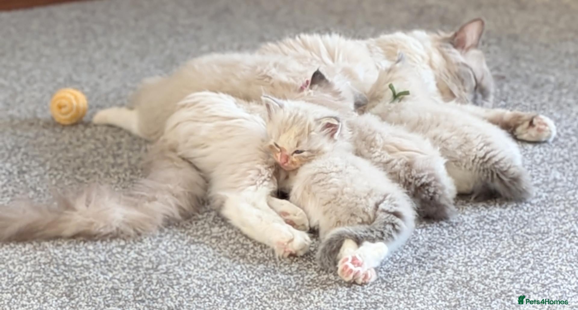Ragdoll cats GCCF Ragdolls • Grand Champion • Blue/Seal/Lynx - Advert 2