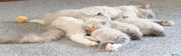 Ragdoll cats for sale: 🏆 GCCF Champion Ragdolls • Active Considered - Advert 18