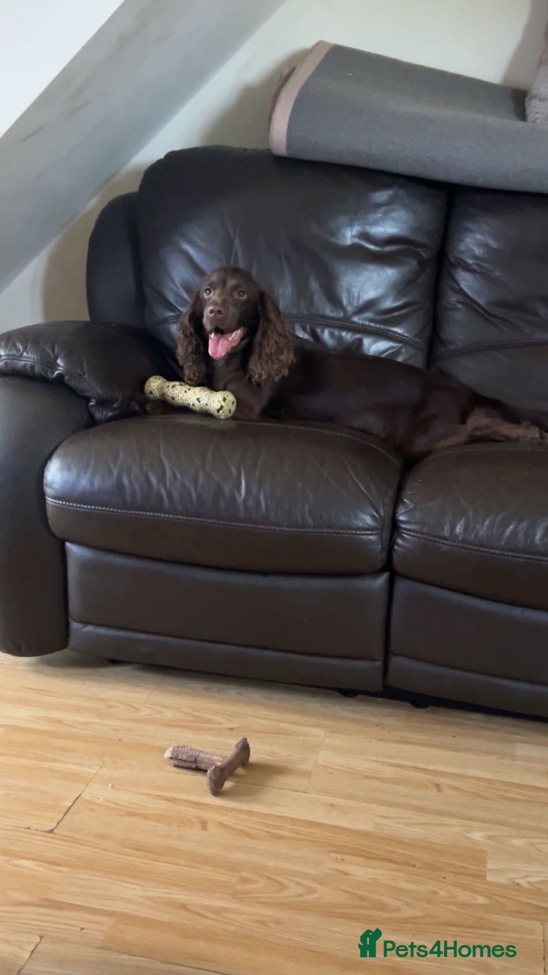 Cocker Spaniel dogs Chocolate cocker spaniel  - Advert 1