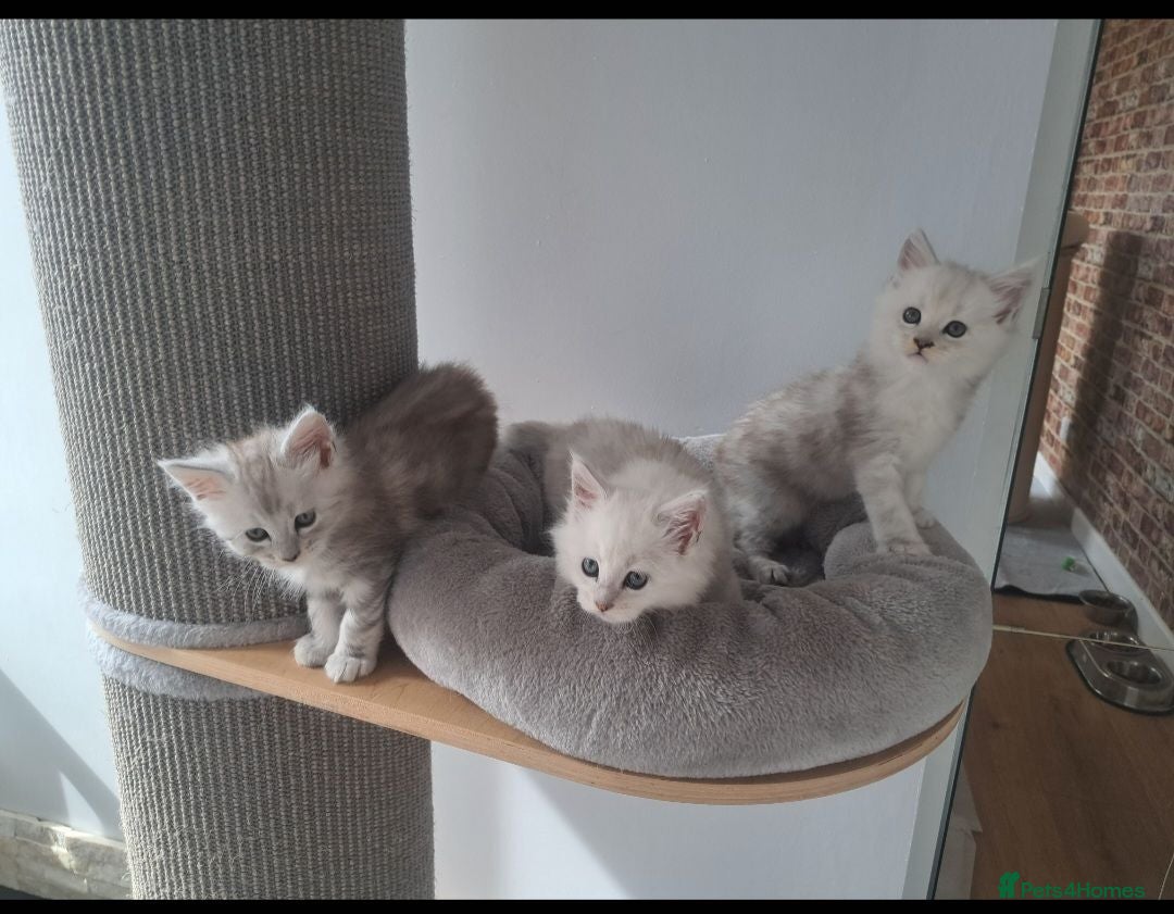 Maine Coon cats Maine Coon Kittens - Advert 1