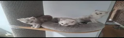 Maine Coon cats for sale: Maine Coon Kittens in Gainsborough - Advert 1